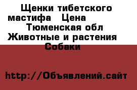 Щенки тибетского мастифа › Цена ­ 60 000 - Тюменская обл. Животные и растения » Собаки   